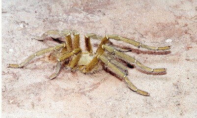 Hairy yellow spider closeup