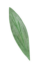 Green Leaf of Flower Isolated on White Background. Flower Leaf Element Drawn by Color Pencil.