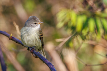 Wall Mural - A tiny songbird sunbathing perched on a tree branch on a sunny winter morning