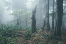 Forest In Fog