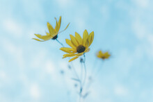 Yellow Flower And Blue Sky