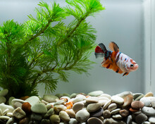 Multicolor Betta Fish In Aquascape With Small Stones And Green Plants