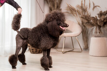 Standard French Poodle Dog At Home