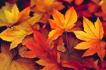 red autumn maple leaves laying on the forest ground