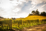 Fototapeta Na ścianę - Barolo wine region, Langhe, Piedmont, Italy