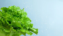 Fresh Lettuce Leaf With Water Droplet On Blue Background. Copy Space.