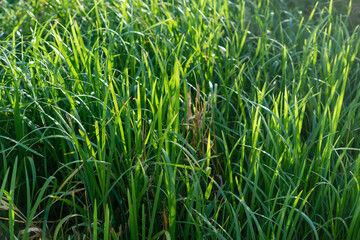 Green summer grass. Beauty nature concept