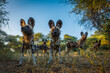 Pack of African Wild Dog (Lycaon pictus). Northern Tuli Game Reserve.  Botswana