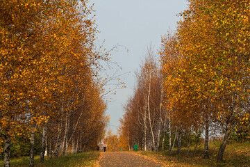 Wall Mural - Deciduous trees with colorful green, yellow, orange, golden leaves. Autumn, seasons, environment