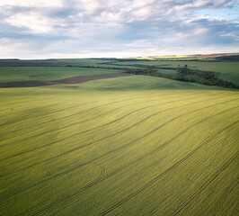 Wall Mural - aerial view of picturesque countryside with green wheat field