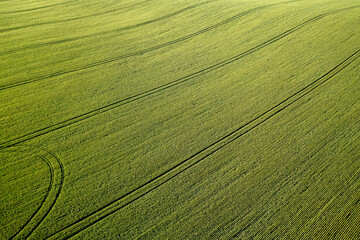 Wall Mural - aerial view of picturesque countryside with green wheat field