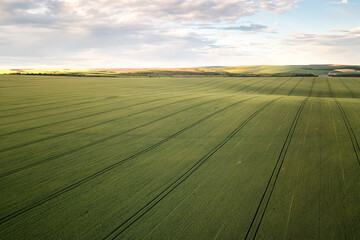 Wall Mural - aerial view of picturesque countryside with green wheat field
