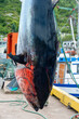 A large wild Atlantic bluefin tuna fish hanging from a pulley on a seafood market wharf. The fresh silver colored fish is being prepared for distribution to exotic Asian markets and restaurants. 