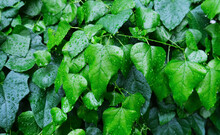 Ivy Wall Plant Leaves With Raindrops Bright Green Natural Background Texture. Climbing Vine Of European Ivy, English Ivy Or Hedera Helix. Summer Or Early Autumn Season Close Up Photo With Copy Space.