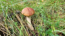 Leccinum Growing In The Grass. Mushroom With A Brown Cap And A White Stem Growing In The Grass