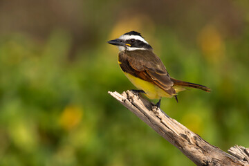 colorful bird great kiskadee perched on the tree branch