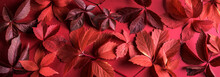 Autumnal Red Leaves As Background