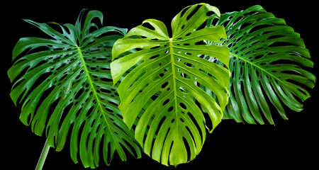 Wall Mural - Feuilles géantes de philodendron, monstera deliciosa sur fond noir 