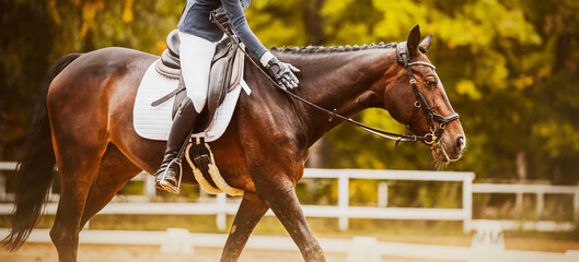 A rider in the saddle praises a bay horse, affectionately patting the neck on a summer day. Equestrian sports and horse riding. Photos of horses.