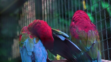 Cockatoo parrot on a branch. cockatoos sit inside their big cage, a beautiful parrot on a tree branch.