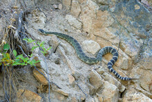 Northern Pacific Rattlesnake Traverses The Side Of A Rocky Cliff In The Foothills Of The Cascade Mountain Range