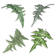 Set Of Artichoke Leaves. Perennial Cardoon Or Cynara Cardunculus, Used For Eating Of The Leaf Stem. Collection Of Spiny, Gray Green Foliage Evergreen. Vector.