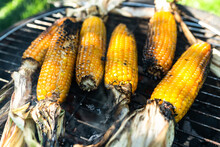 Grilling Corn On The Cob On Hot Coal In Bbq