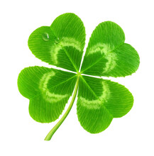 Four-leaf Lucky Clover (symbol Of Saint Patrick's Day) Cut Out