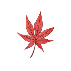 Wall Mural - Maple leaf. Watercolor illustration isolated on white background.