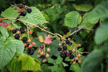 A Bunch Of Ripening Blackberries On A Branch