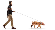 Full Length Profile Shot Of A Bearded Man Walking A Piglet Pet