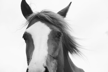 Wall Mural - Minimalism style mare horse portrait in black and white with mane blowing in wind.