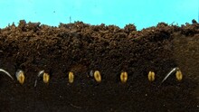 Macro Timelapse Of Wheat Seeds Planted In The Humus And Sprouting Against Blue Background. Closeup View Of Grains Growing Under The Earth And Appearing In The Air. Gardening Cereals. Flora And Nature.