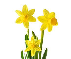 daffodils or narcissus isolated on transparent background. spring yellow flowers.
