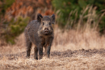 Wall Mural - wild boar, sus scrofa, looking to the camera on dry meadow in fall. brown swine watching on pasture 