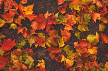 Group Of Fallen Leaves On The Ground
