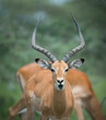 Africa, Tanzania. A male impala present himself elegantly.