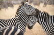 Africa, Tanzania. Loving zebras nuzzle in the Serengeti.