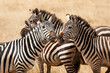 Africa, Tanzania. A group of zebra sniff one another in greeting.