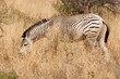 Africa, Tanzania. Portrait of a zebra with unusual markings.