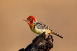 Africa, Tanzania. Portrait of a red-and-yellow barbet.