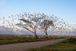 Africa, Tanzania. Cattle egrets roost in a lone tree in the Serengeti and fly off at dawn.