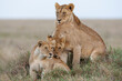 Africa, Tanzania. A lioness sits with her two cubs.