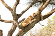 Africa, Tanzania. Two lionesses sit in a tree.