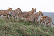 Africa, Tanzania. Five Young Lions Stand Together On A Grassy Hill.