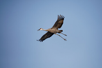 Sticker - Sandhill crane (Antigone canadensis) in flight