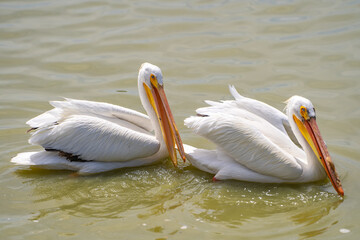 Poster - A pair of American white pelicans fishing. 