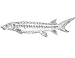 Cartoon style line drawing of a shortnose sturgeon or Acipenser brevirostrum a freshwater fish endemic to North America with halftone dots shading on isolated background in black and white.