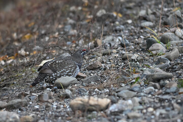 Wall Mural - A Spruce Grouse (Canachites canadensis) searching for food.