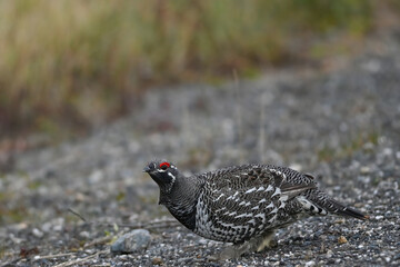 Wall Mural - A Spruce Grouse (Canachites canadensis) searching for food.